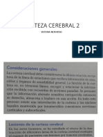 Corteza Cerebral 2