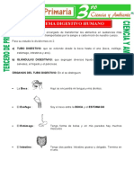 El Sistema Digestivo Humano para Tercero de Primaria