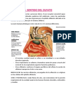 El Sentido Del Olfato