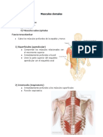 Musculos Dorsales