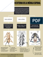 Mapa Configuracion Ext Medula Espinal