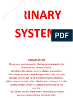 Urinary System