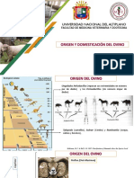 Origen Y Domesticación Del Ovino: Universidad Nacional Del Altiplano