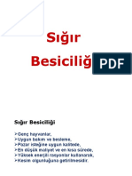 Sığır Besiciliği