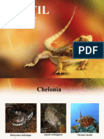 Reptil: Taksonomi Hewan