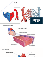 Sistemul Cardio Vascular