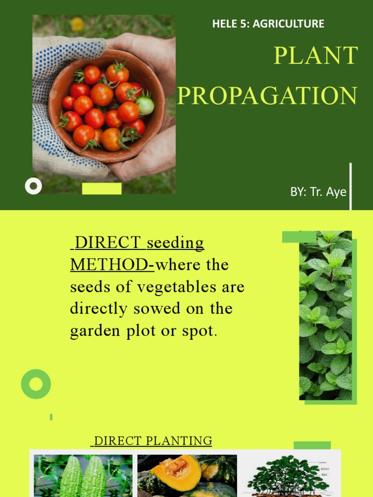Plant Propagation | PDF | Vegetables | Fruit