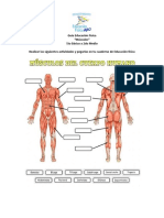 Guía Educación Física - MUSCULOS