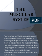 THE Muscular System