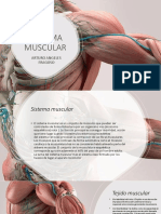 Sistema Muscular: Arturo Angeles Fragoso