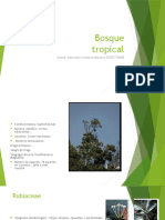 Bosque Seco Tropical 3-Ladenbergia Macrocarpa