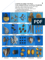 Frutos e Sementes Da Caatinga