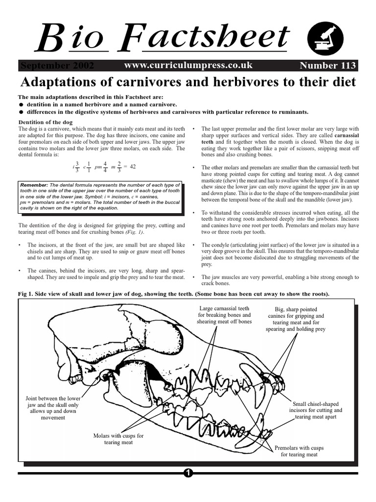 carnivore-and-herbivore-dentition-adaptations-pdf-tooth-ruminant