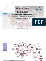 Desarrollo Embriofetal