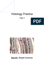 Histology Practice Part 1