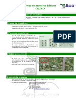 Toma de Muestras Foliares - Olivo