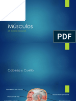 03 Músculos