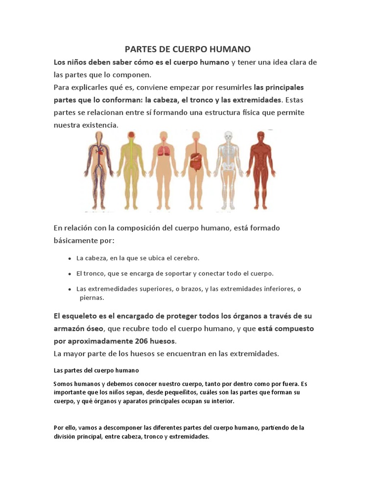 Partes del cuerpo humano: cabeza, tronco y extremidades | PDF