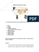 Órganos digestivos del ovino: rumen, abomaso e intestino