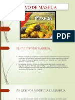 Cultivo de Mashua