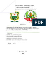 Paradisiaca) de La Facultad de Agronomía.: Cortez Armas Piero Eduardo Lagos Damas Rodrigo Franco