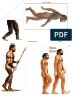 Australopitecos Homo Habilis