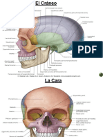 TEORÍA 9  ANATOMIA HUMANA