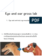 Eye and Ear Gross Lab
