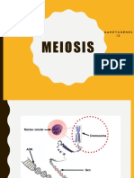 Meiosis: Gametogénes IS