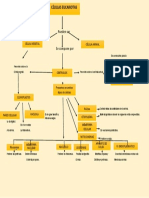 Mapa Conceptual Celula Eucariota