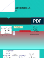 Cuarta Reacción de La Glucolisis