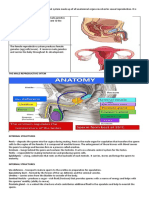 Reproductive System