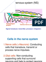 Insect Nervous System (NS) : Brain