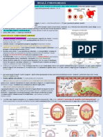 Rezion: Lipide & Macrofage & Cel. Musc. Netede