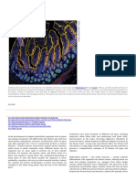 Integrating Cells Into Tissues: Outline