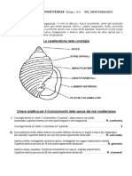 Aa VV - La Famiglia Ringiculidae Nel Mediterraneo