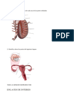 Trabajo Tema 14 Anatomia