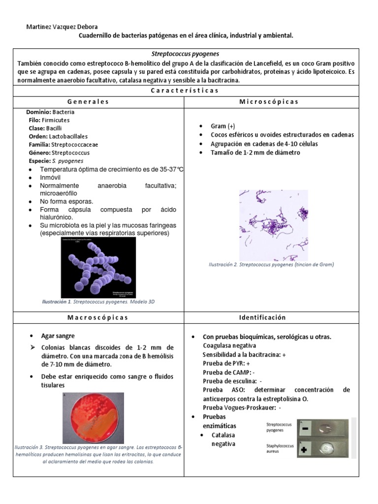 Streptococcus Pyogenes | PDF | Estreptococo | Penicilina