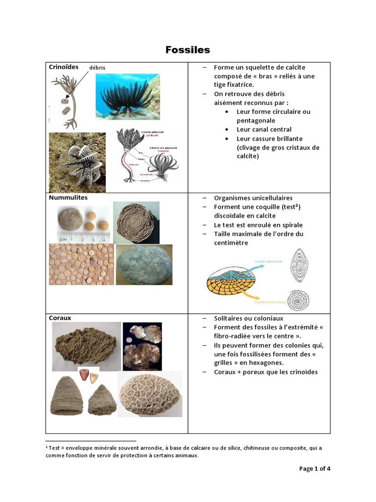 types-de-fossiles-et-leurs-caract-ristiques-pdf-fossile