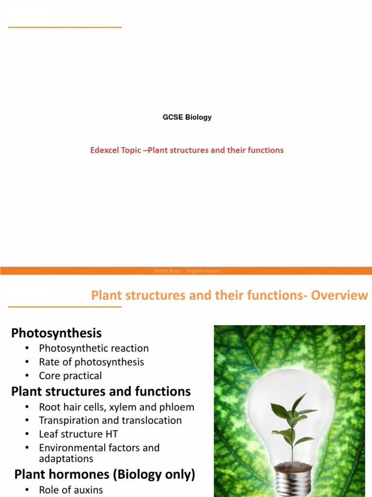 Edexcel Topic - Plant Structures and Their Functions: GCSE Biology ...