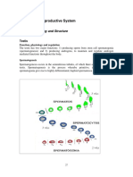 Part 2: Male Reproductive System: Normal Physiology and Structure