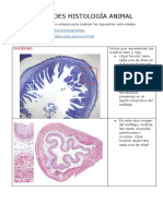 Actividades Histología Animal: Duodeno