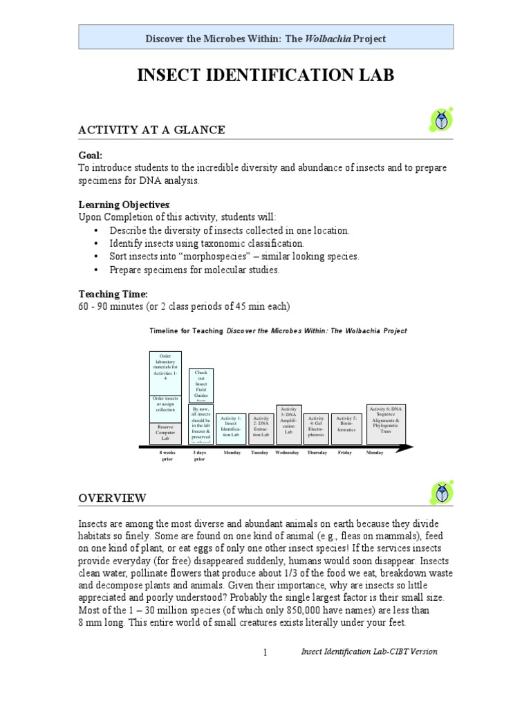 Insect Identification Lab Activity at A Glance PDF Insects Species