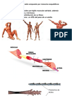 3-Sistema Muscular - Prácticas Masajes