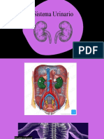 Sistema Urinario