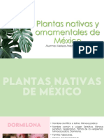 Plantas Nativas y Ornamentales de México