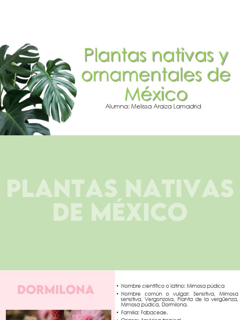 Plantas Nativas y Ornamentales de México | PDF | Botánica | Ramas de la ...