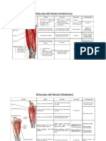 Musculos Del Muslo