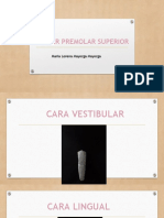 Primer Premolar Superior