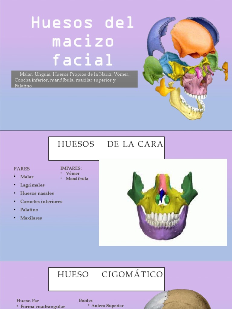 Huesos Del Macizo Facial | PDF | Rasgos faciales | Anatomía